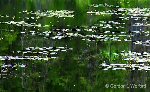 Lily Pads_01620.jpg - Photographed near the north shore of Lake Superior in Ontario, Canada.